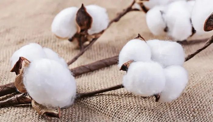 梦见棉花运势吉凶预测，不同的人梦见棉花有什么预兆？